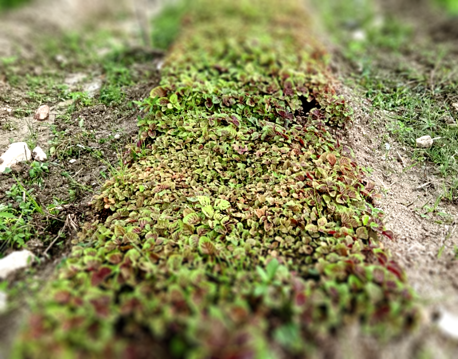 Image hover effect image