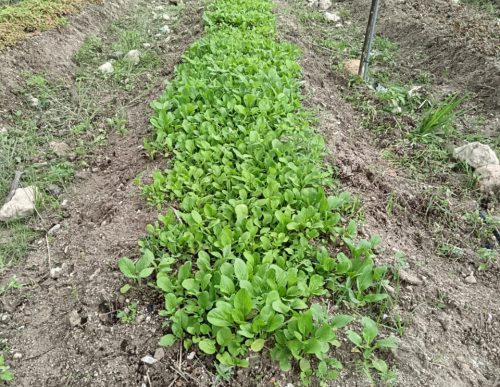 PHOTO-2024-12-31-15-14-31(1)